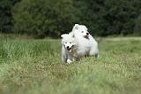 SAMOYEDE 034